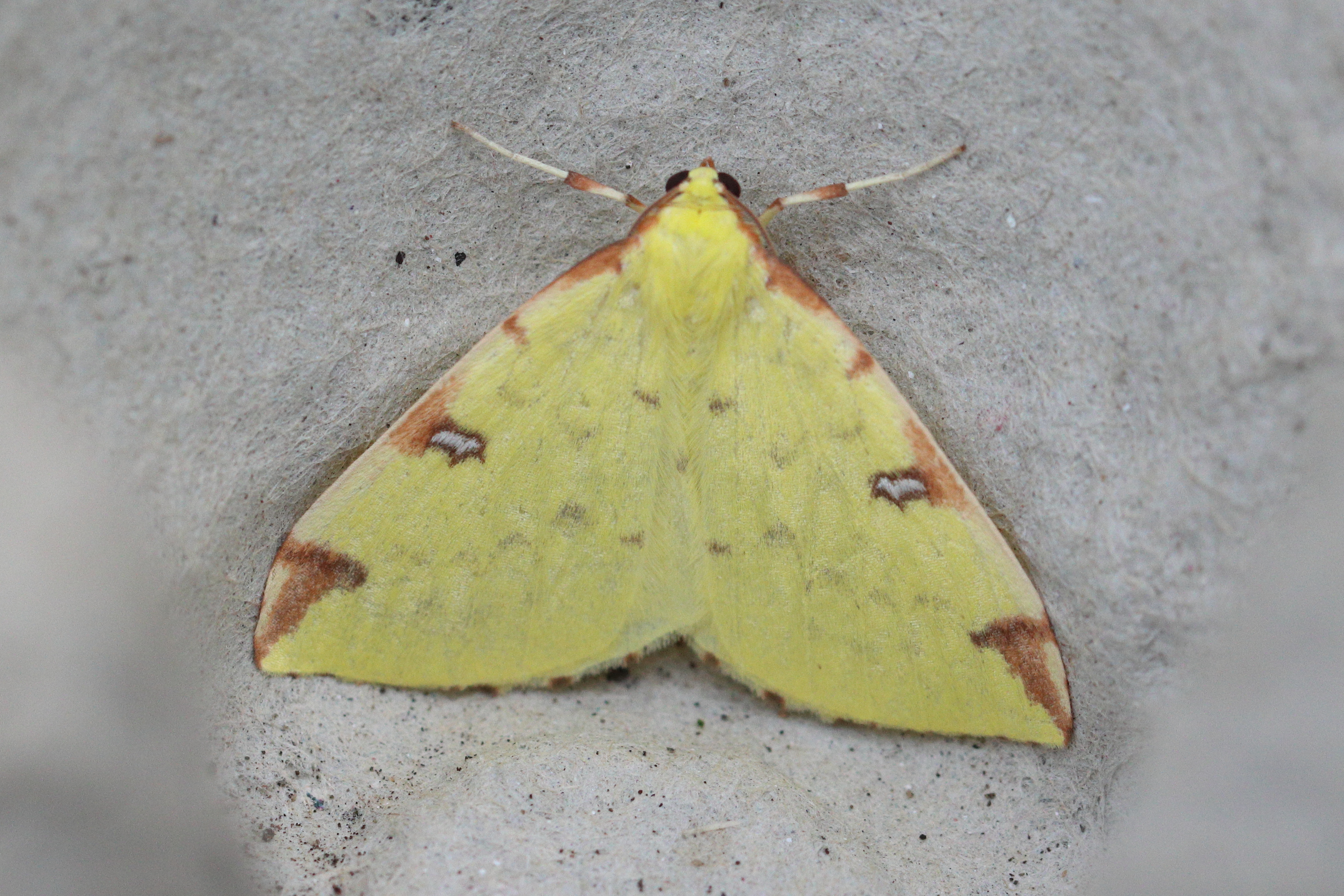 Photo of Brimstone Moth (Opisthograptis luteolata)